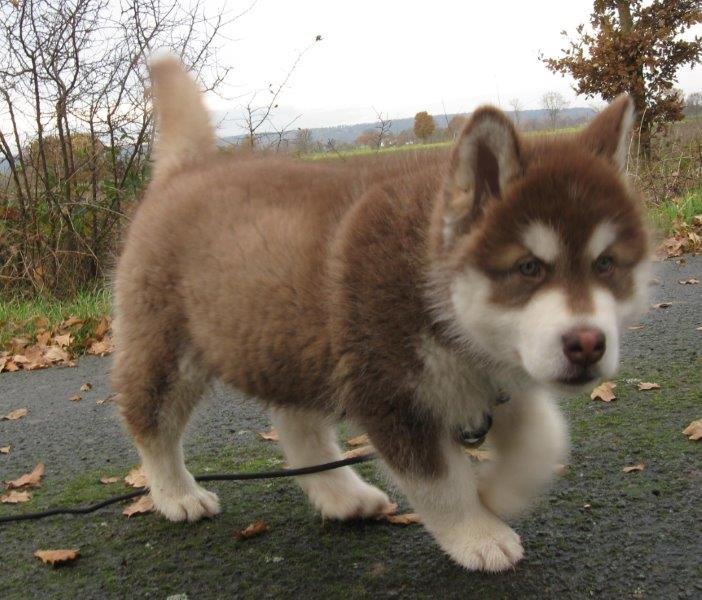 Danko 9 Wochen 2 017